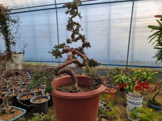 김학구님의 기타작물 · 자유게시판 작성글 사진