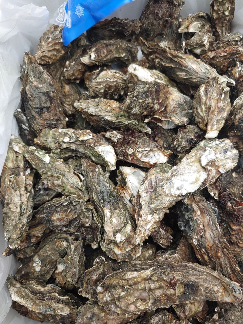 최광용님의 장터 판매 상품 [자연산깐굴 자연산석화] 첨부 사진