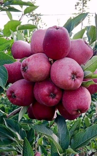 포포나무학교한치원님의 작성글 사진