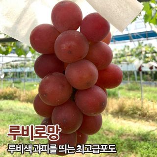 포포나무학교한치원님의 작성글 사진