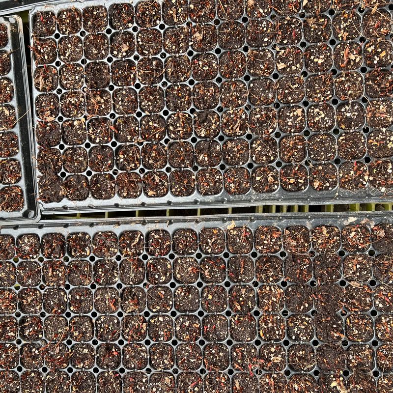 이기자원예종묘님의 장터 판매 상품 [눈개승마 2년생 모종 100개/50개/10개] 첨부 사진