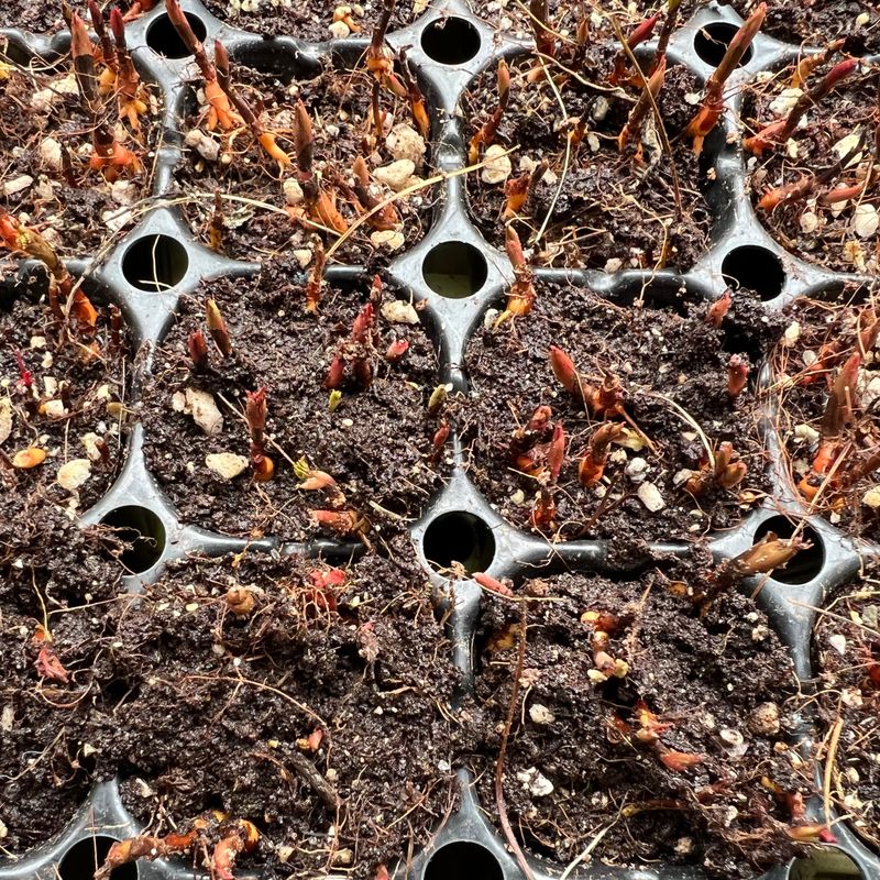 이기자원예종묘님의 장터 판매 상품 [눈개승마 2년생 모종 100개/50개/10개] 첨부 사진