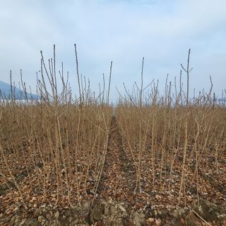 상호현님의 기타작물 · 자유게시판 작성글 사진