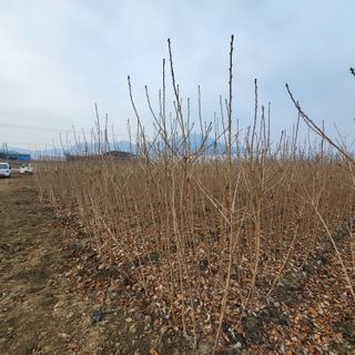 상호현님의 기타작물 · 자유게시판 작성글 사진