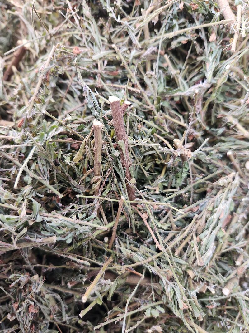 장터 상품 [야관문 1근 (500g) 1만원팝니다.] 썸네일