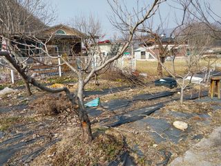금동이네님의 복숭아 · 병해충상담 작성글 사진