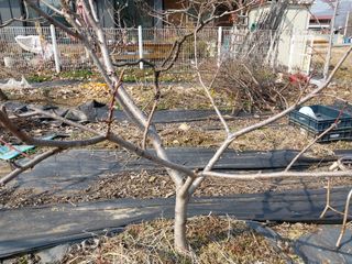 금동이네님의 복숭아 · 병해충상담 작성글 사진