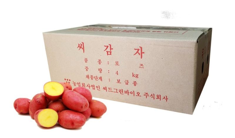장터 상품 [홍감자씨감자 정품 (로즈밸리) 4kg ] 썸네일