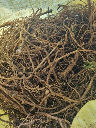 이호성님의 두릅 · 품종•종자 작성글 사진