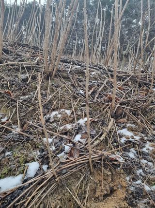 이호성님의 두릅 · 품종•종자 작성글 사진