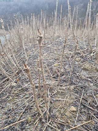 이호성님의 두릅 · 품종•종자 작성글 사진