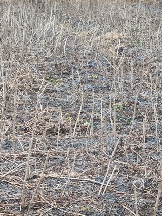 이호성님의 두릅 · 품종•종자 작성글 사진