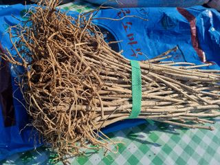 이호성님의 두릅 · 품종•종자 작성글 사진