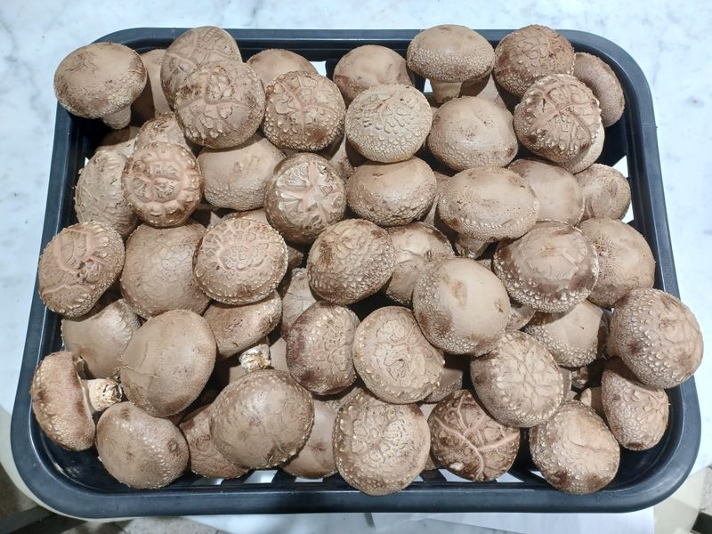 장터 상품 [표고버섯 1kg] 썸네일