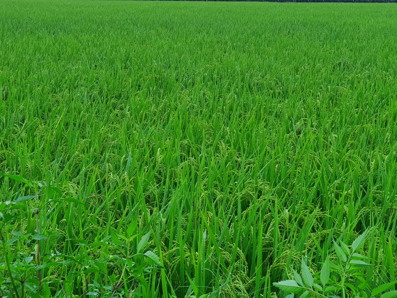 김경희님의 장터 판매 상품 [누룽지 향미찹쌀 20kg] 첨부 사진