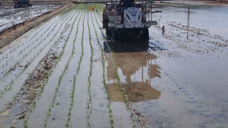 김경희님의 장터 판매 상품 [누룽지 향미찹쌀 20kg] 첨부 사진