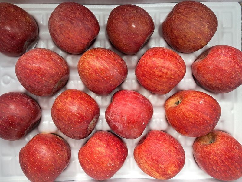 장터 상품 [[판매중단] 🍎해따지사과10kg(무료배송입니다)] 썸네일