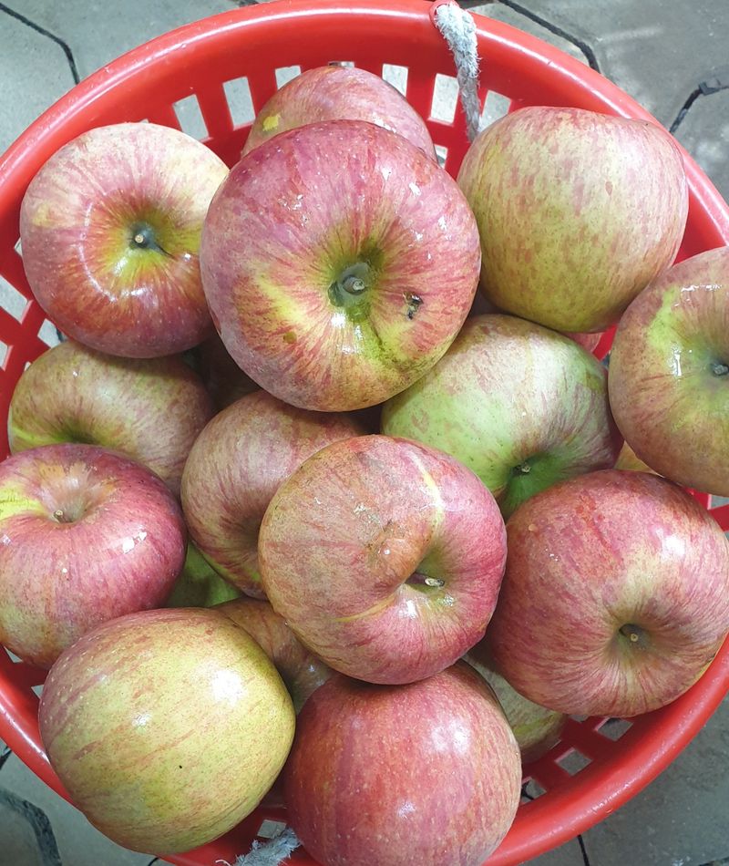 호랑이와인성이님의 장터 판매 상품 [창고대방출  미안마부사 10kg-50~60개사이] 첨부 사진