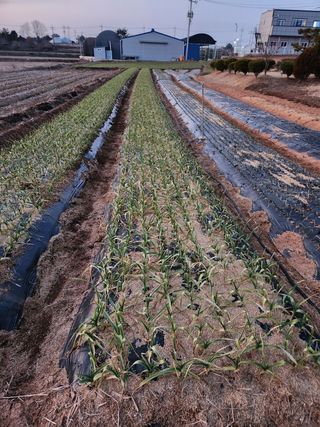 최승일님의 마늘 · 일상 작성글 사진