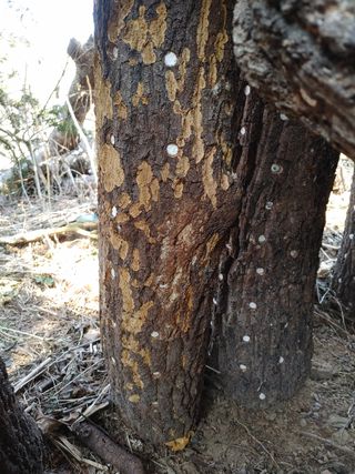 김기하님의 버섯 · 병해충상담 작성글 사진