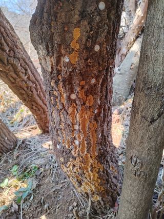 김기하님의 버섯 · 병해충상담 작성글 사진