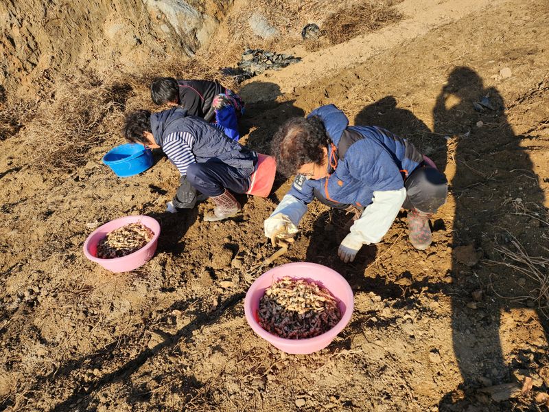 약초를사랑한짱아줌마님의 장터 판매 상품 [골뱅이형 초석잠 1kg (판매종료)] 첨부 사진