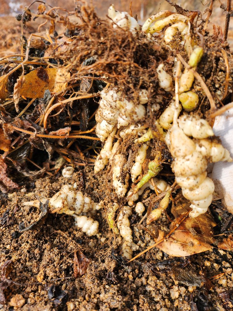 약초를사랑한짱아줌마님의 장터 판매 상품 [골뱅이형 초석잠 1kg (판매종료)] 첨부 사진