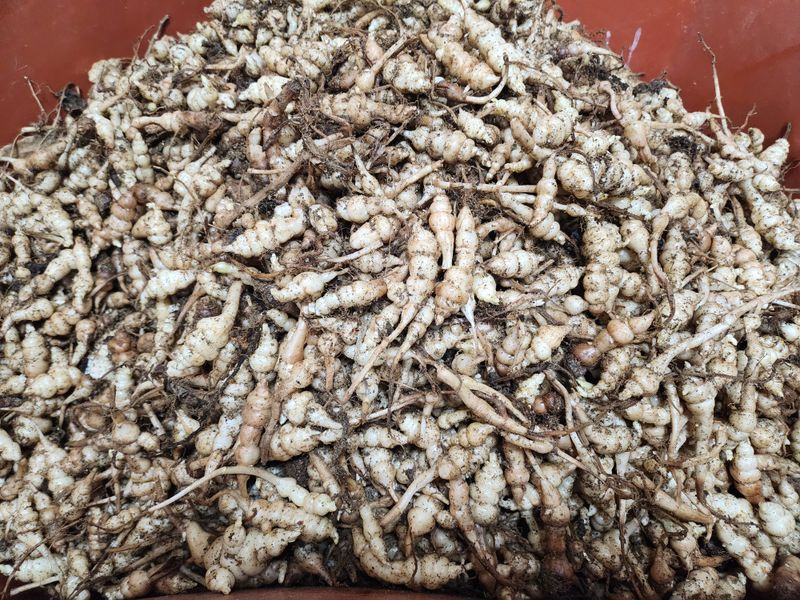 약초를사랑한짱아줌마님의 장터 판매 상품 [골뱅이형 초석잠 1kg (판매종료)] 첨부 사진