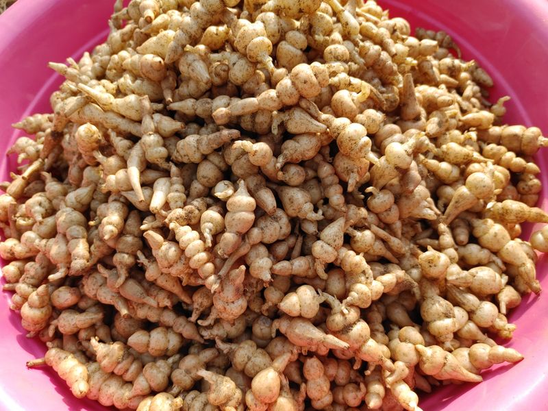 장터 상품 [골뱅이형 초석잠 1kg (판매종료)] 썸네일