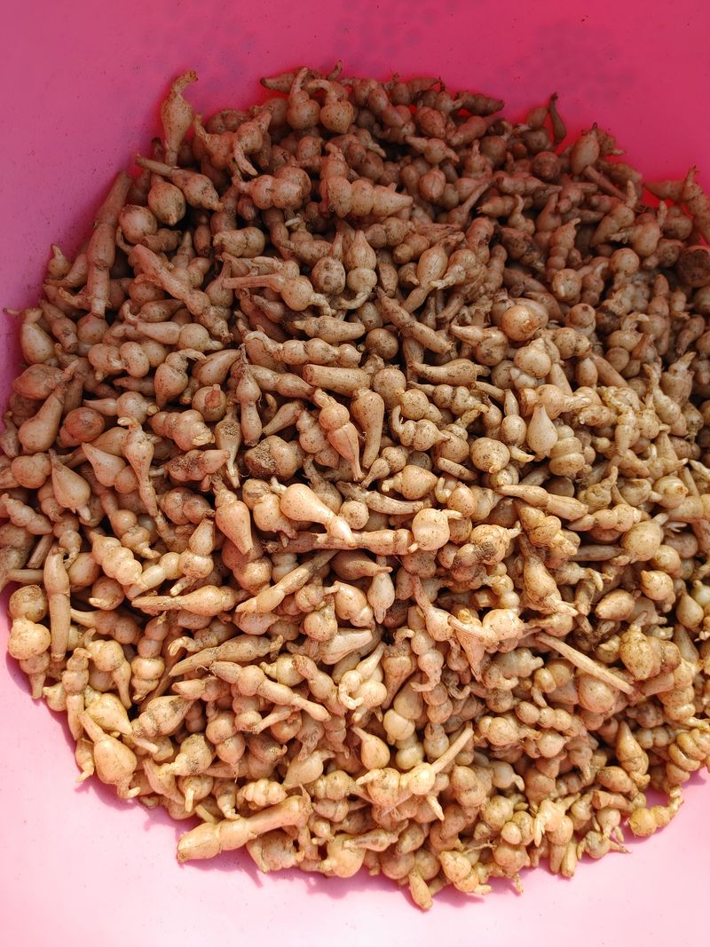 약초를사랑한짱아줌마님의 장터 판매 상품 [골뱅이형 초석잠 1kg (판매종료)] 첨부 사진