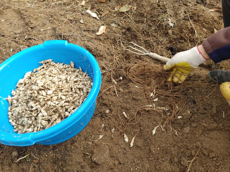 약초를사랑한짱아줌마님의 장터 판매 상품 [골뱅이형 초석잠 1kg (판매종료)] 첨부 사진