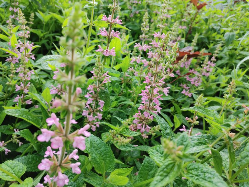 약초를사랑한짱아줌마님의 장터 판매 상품 [골뱅이형 초석잠 1kg (판매종료)] 첨부 사진
