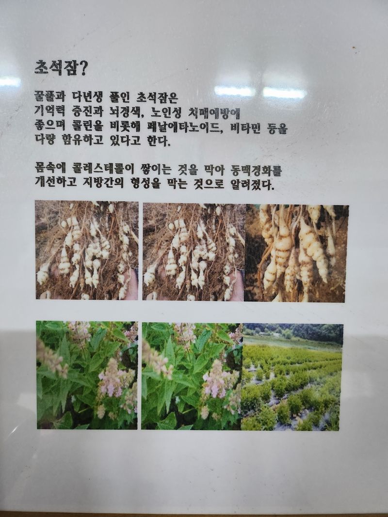 약초를사랑한짱아줌마님의 장터 판매 상품 [골뱅이형 초석잠 1kg (판매종료)] 첨부 사진