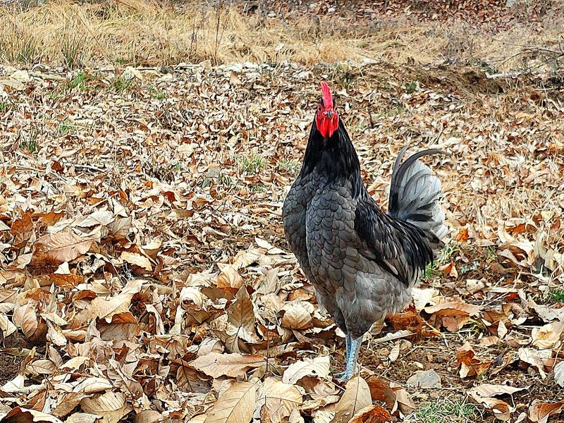 시금치15102님의 장터 판매 상품 [자연방사 청란 유정란  종란팝니다,] 첨부 사진