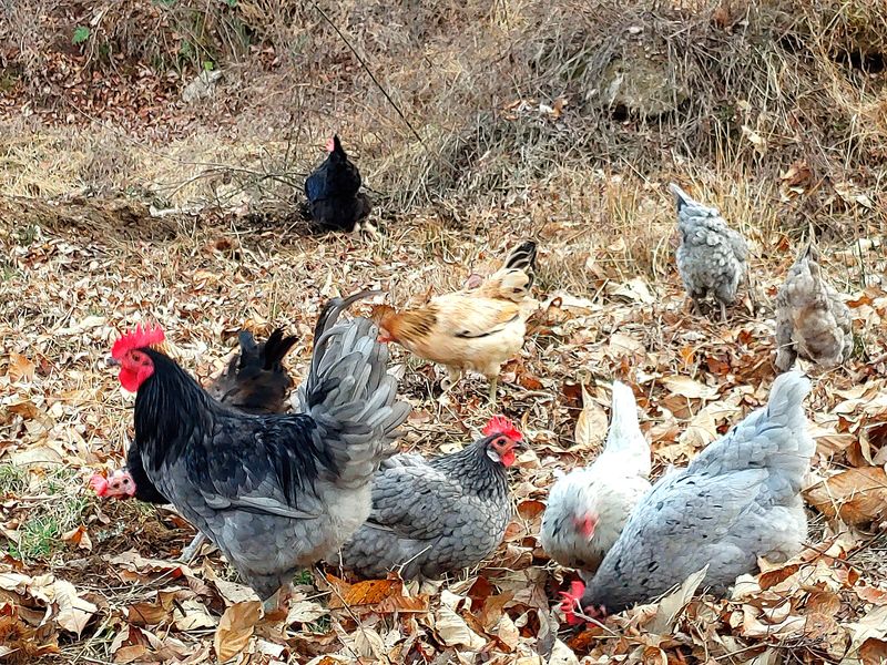 시금치15102님의 장터 판매 상품 [자연방사 청란 유정란  종란팝니다,] 첨부 사진