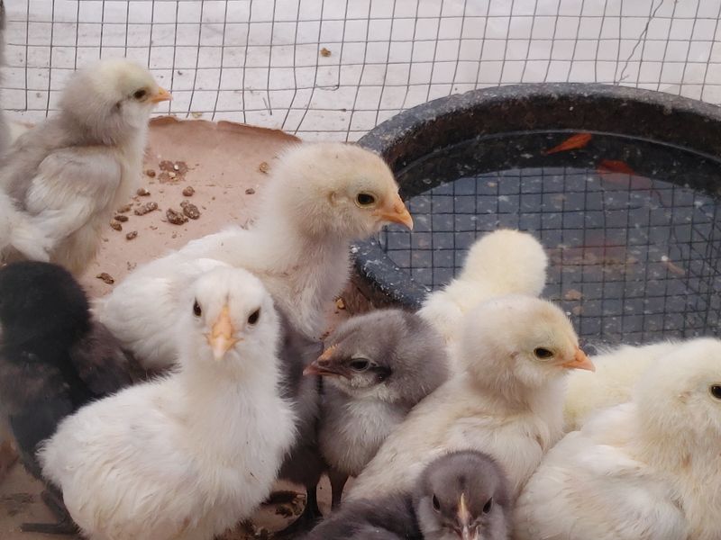 시금치15102님의 장터 판매 상품 [자연방사 청란 유정란  종란팝니다,] 첨부 사진