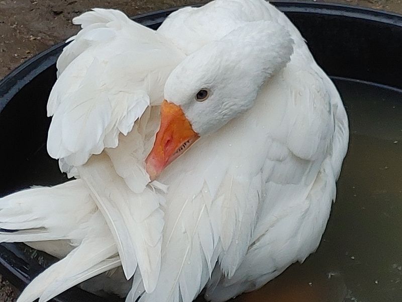 시금치15102님의 장터 판매 상품 [자연방사 청란 유정란  종란팝니다,] 첨부 사진