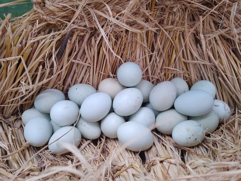 장터 상품 [자연방사 청란 유정란  종란팝니다,] 썸네일