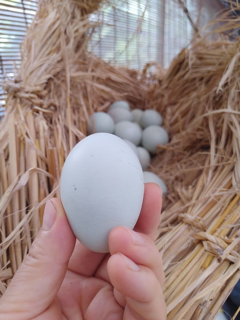 시금치15102님의 장터 판매 상품 [자연방사 청란 유정란  종란팝니다,] 첨부 사진