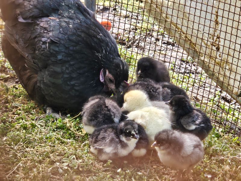 시금치15102님의 장터 판매 상품 [자연방사 청란.백봉 유정란 ] 첨부 사진