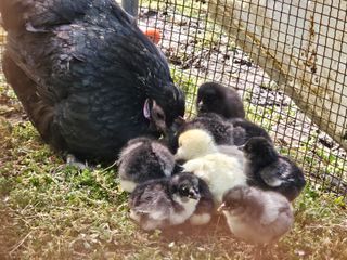 시금치15102님의 작성글 사진