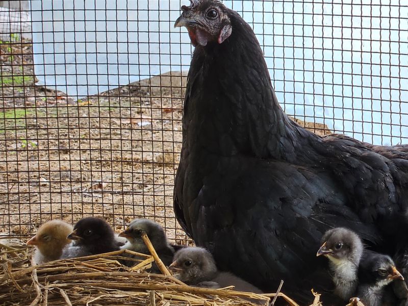 시금치15102님의 장터 판매 상품 [자연방사 청란.백봉 유정란 ] 첨부 사진