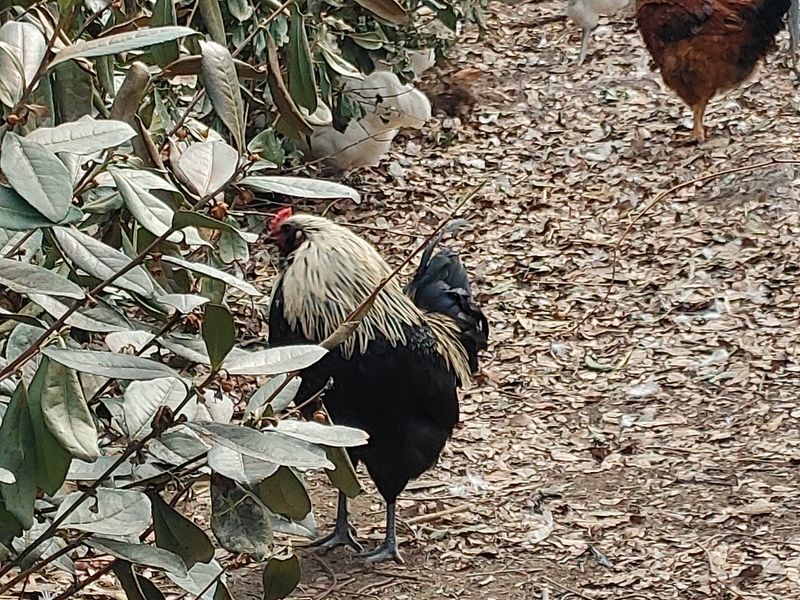 시금치15102님의 장터 판매 상품 [자연방사 청란.백봉 유정란 ] 첨부 사진