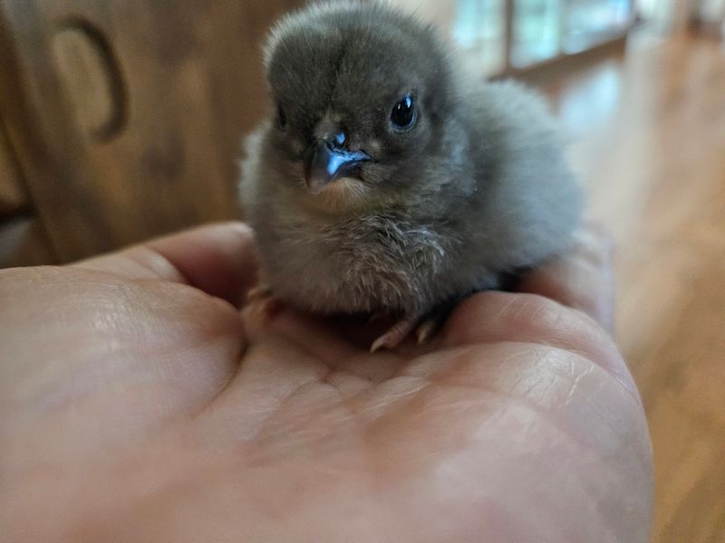 장터 상품 [자연방사 청란.백봉 유정란 ] 썸네일