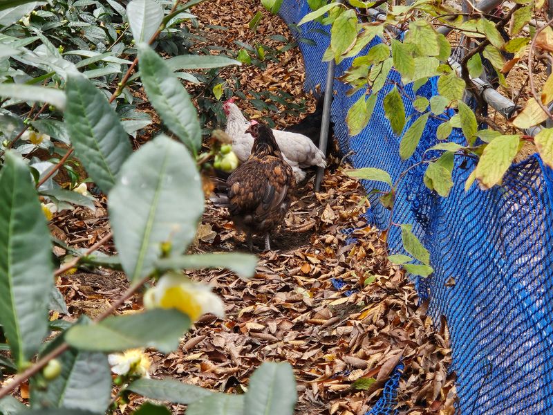 시금치15102님의 장터 판매 상품 [자연방사 청란.백봉 유정란 ] 첨부 사진
