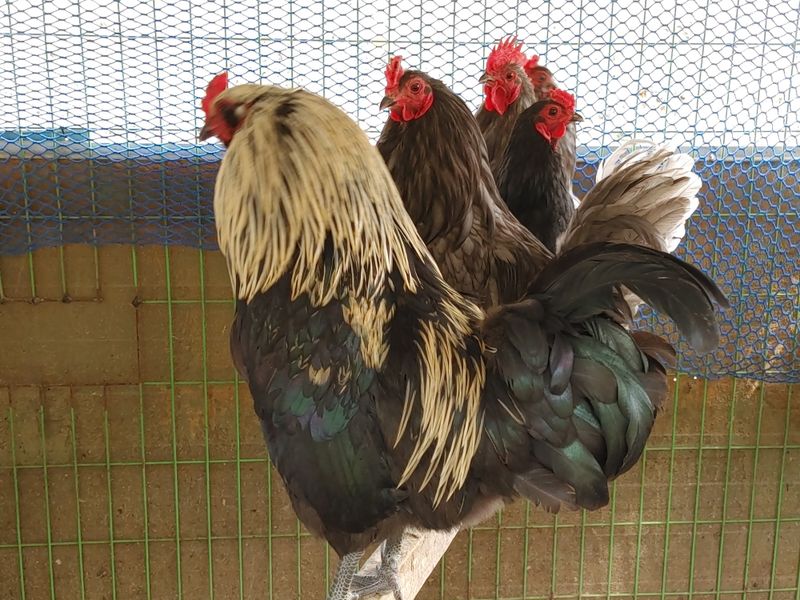 시금치15102님의 장터 판매 상품 [자연방사 청란.백봉 유정란 ] 첨부 사진