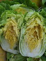 팜모닝 배추·병해충상담 게시글 이미지