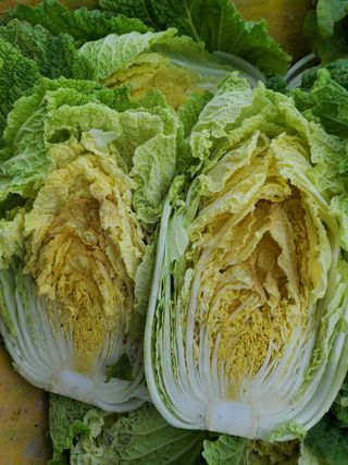 왕비님의 배추 · 병해충상담 작성글 사진