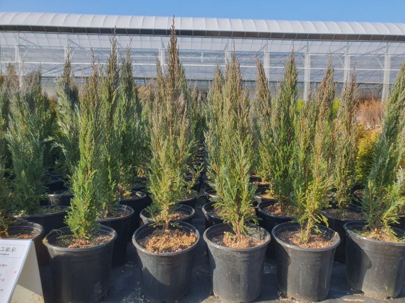 장터 상품 [에메랄드그린 화분묘 60cm내외] 썸네일