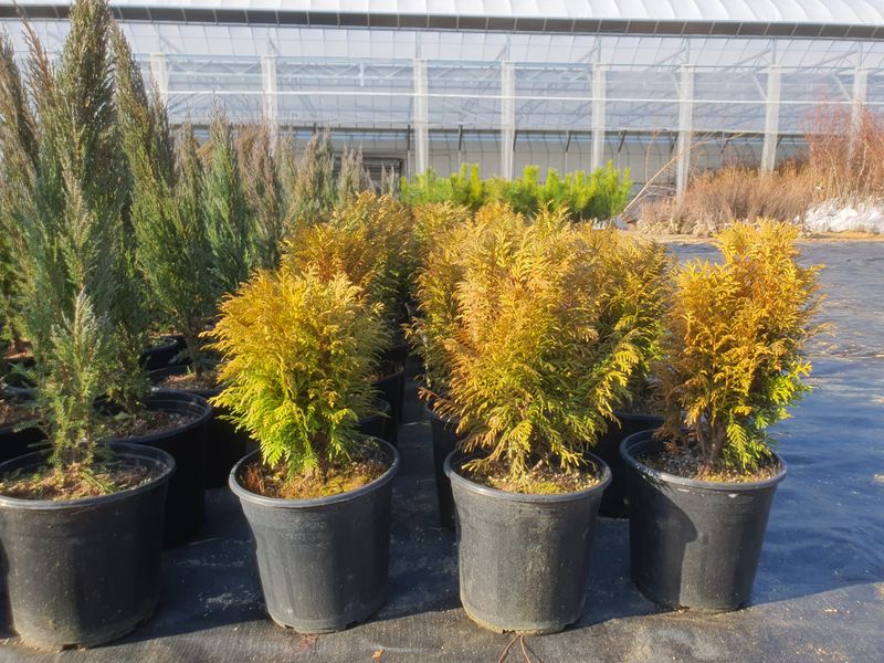 이경철님의 장터 판매 상품 [에메랄드그린 화분묘 60cm내외] 첨부 사진